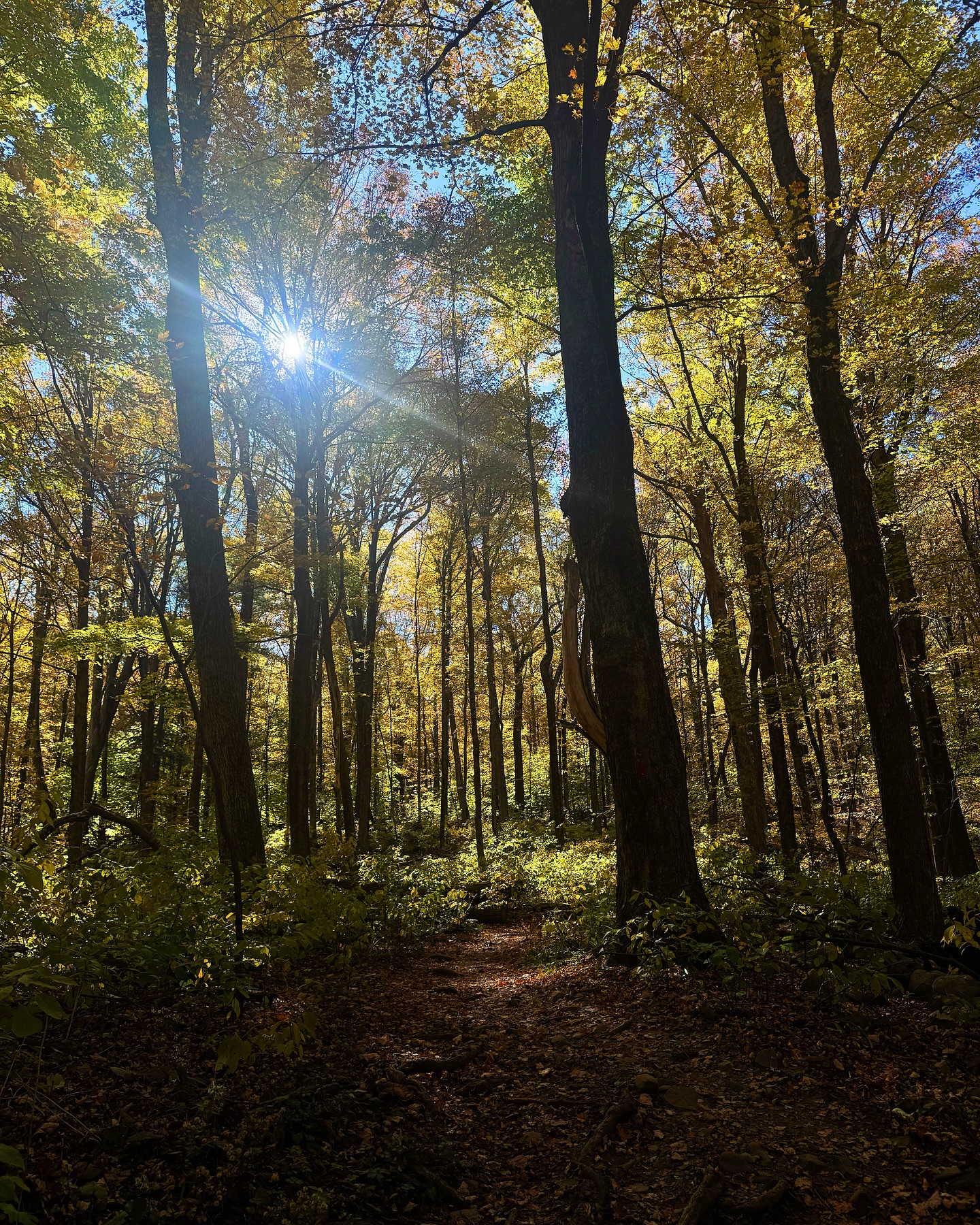 Montana Tornatore - Training & Competition