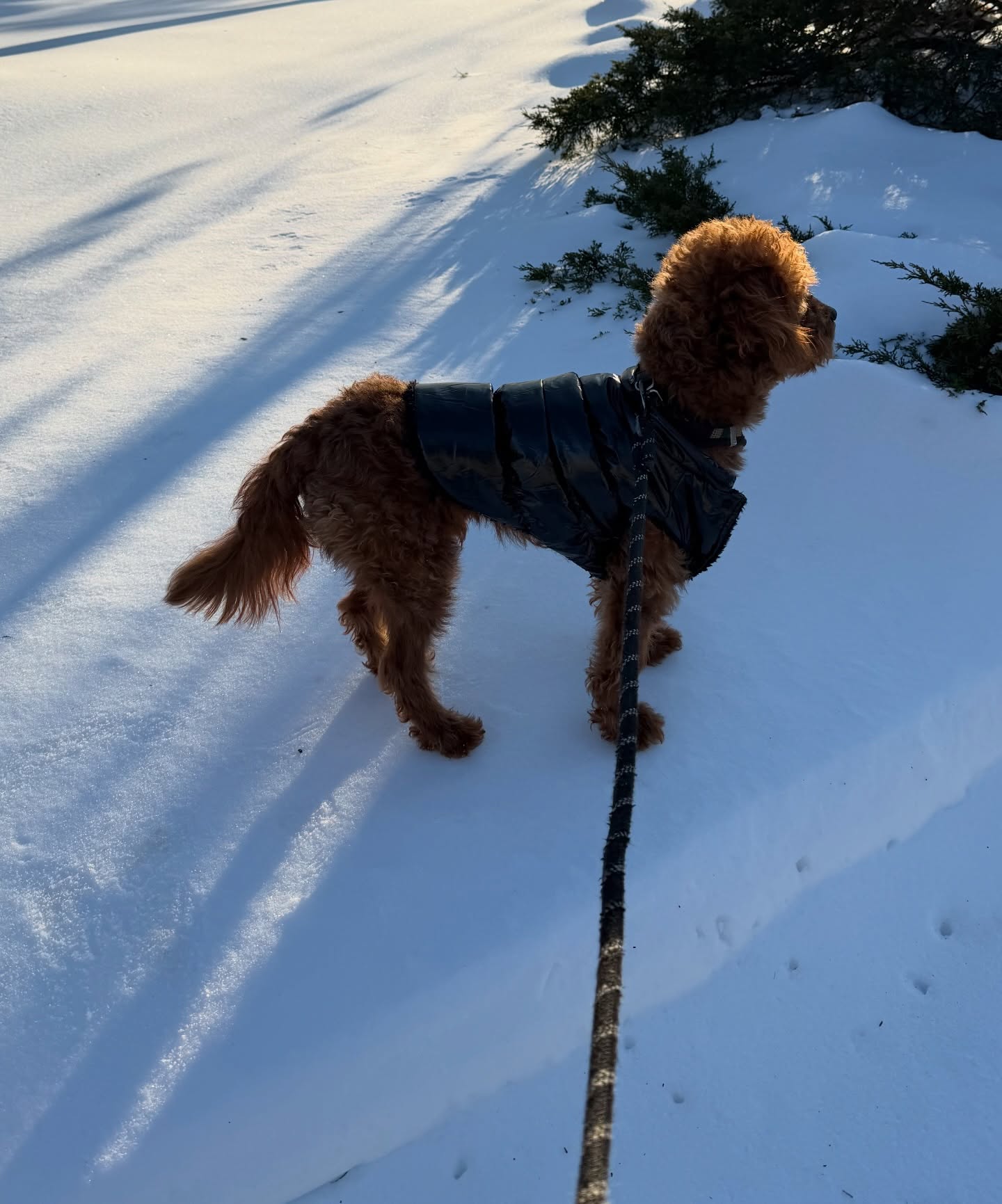 Montana Tornatore - Training & Competition